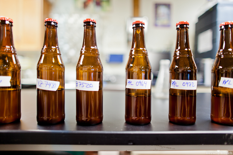 New Belgium Quality Control Lab